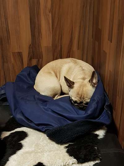 Französische Bulldoggen-Beitrag-Bild