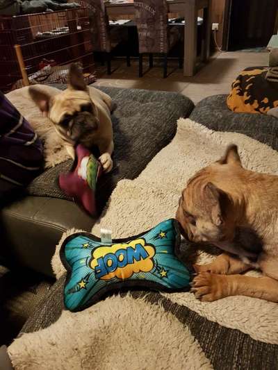 Französische Bulldoggen-Beitrag-Bild