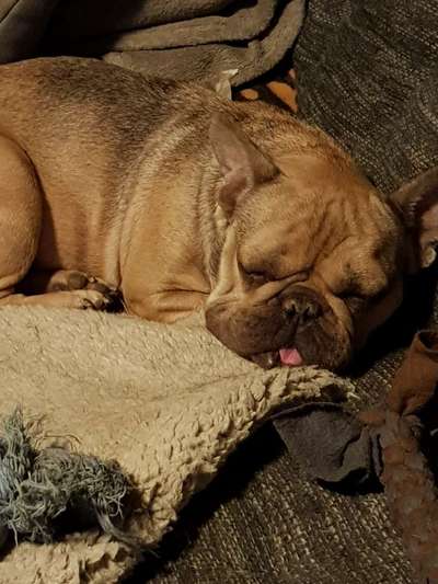 Französische Bulldoggen-Beitrag-Bild