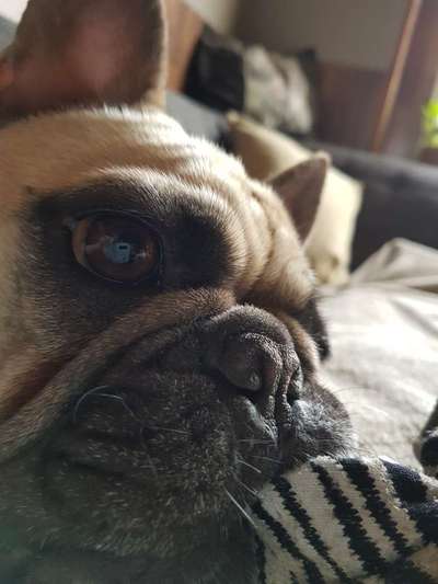 Französische Bulldoggen-Beitrag-Bild