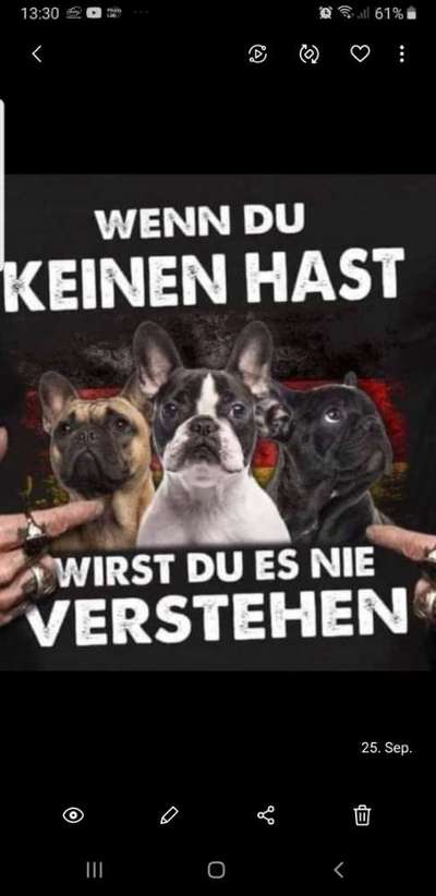 Französische Bulldoggen-Beitrag-Bild