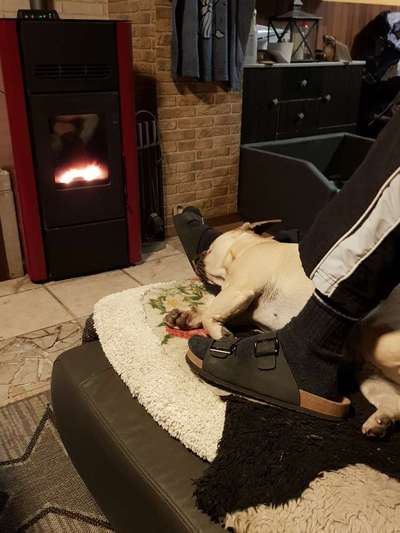 Französische Bulldoggen-Beitrag-Bild