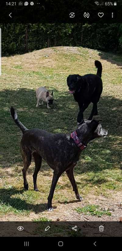 Französische Bulldoggen-Beitrag-Bild