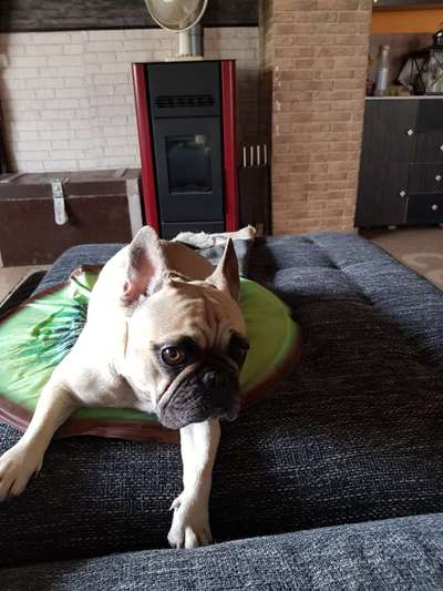 Französische Bulldoggen-Beitrag-Bild