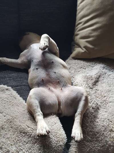 Französische Bulldoggen-Beitrag-Bild