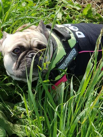 Französische Bulldoggen-Beitrag-Bild