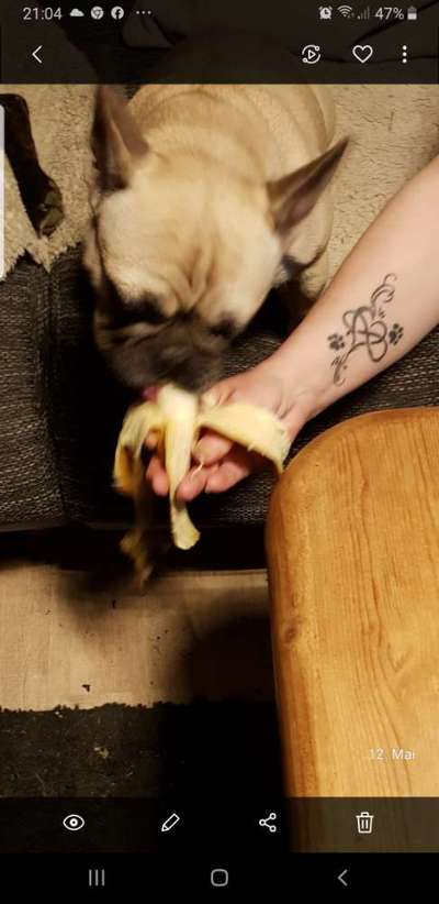 Französische Bulldoggen-Beitrag-Bild