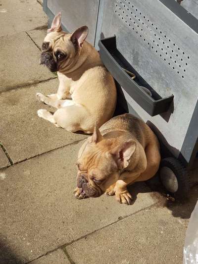 Französische Bulldoggen-Beitrag-Bild