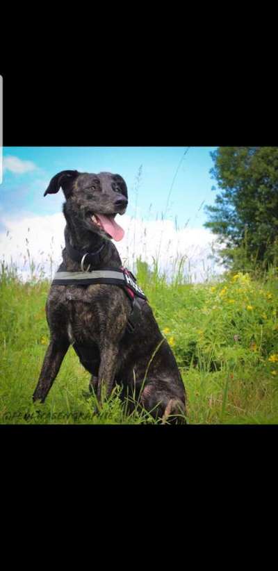 TierschutzhundeStammtisch🐕-Beitrag-Bild