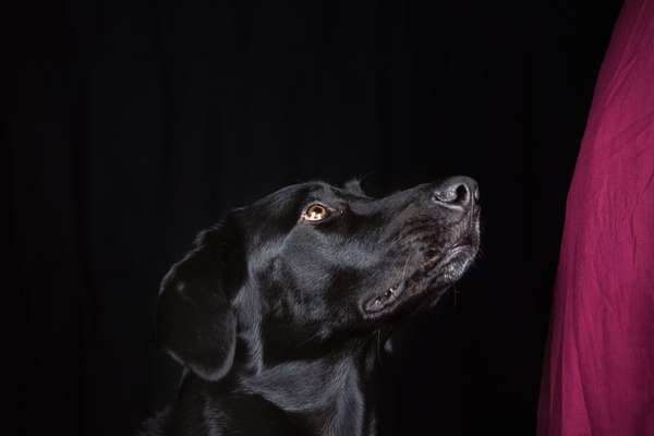 Labradorfans-Beitrag-Bild