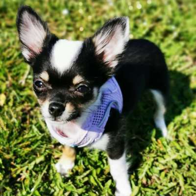 Welpen Bilder !-Beitrag-Bild