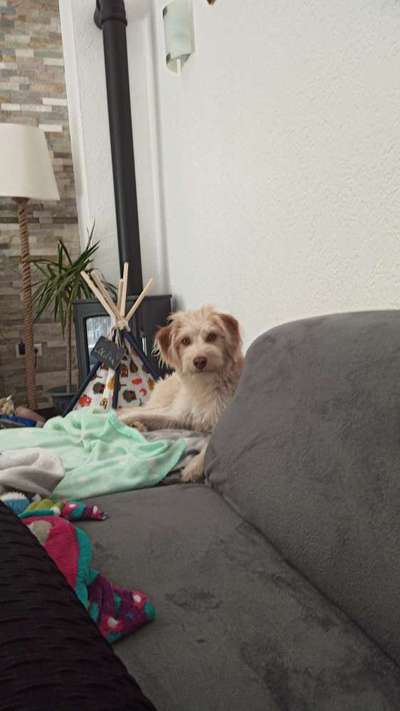 Gibts hier Mioritic Besitzer?-Beitrag-Bild