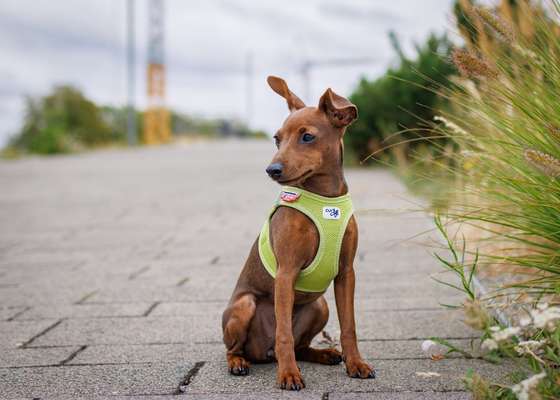 Hundetreffen-Spieletreff in Opladen-Bild