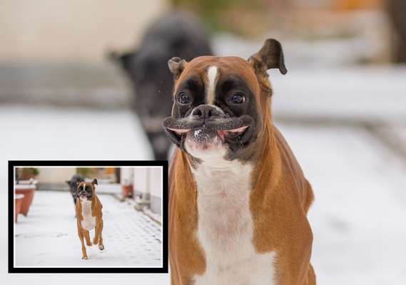 Boxer ???-Beitrag-Bild