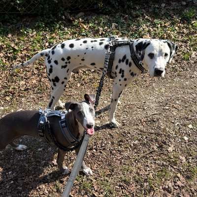 Hundetreffen-Gassi oder Spielstunde-Bild