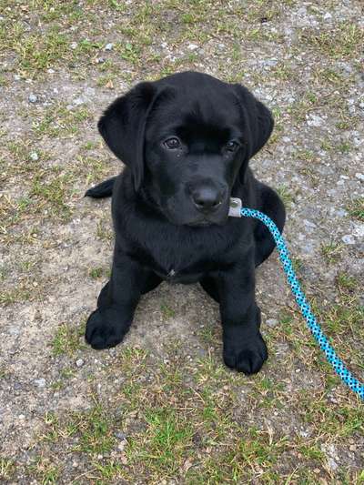 Wo sind meine Labrador Freunde-Beitrag-Bild