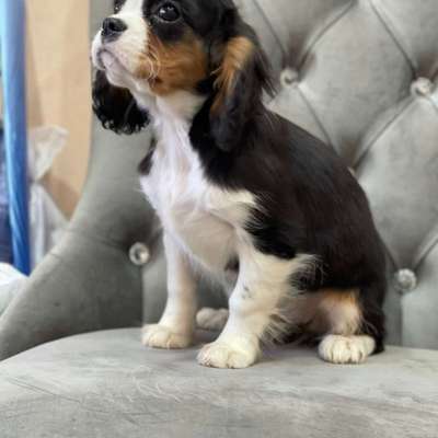 Cavalier King Charles Spaniel?-Beitrag-Bild