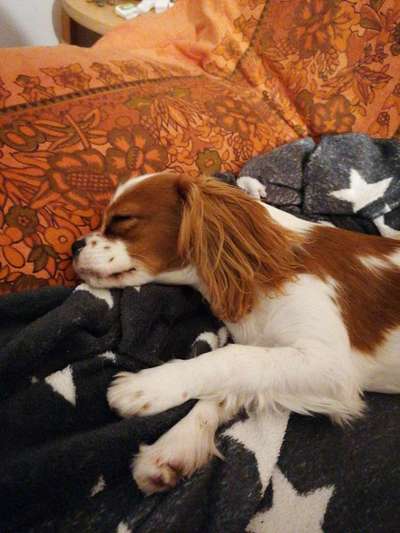 Cavalier King Charles Spaniel?-Beitrag-Bild
