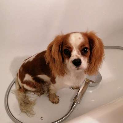 Zeigt her eure Junghunde :)-Beitrag-Bild