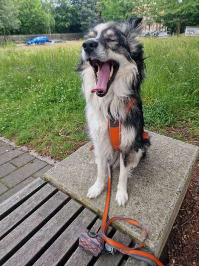 Hundetreffen-Gemeinsames Gassigehen-Bild