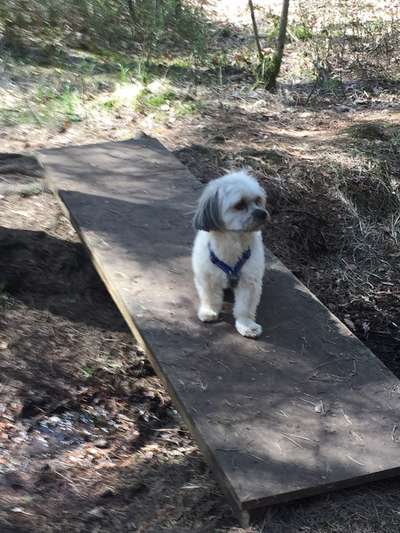 Havaneser dabei?:)-Beitrag-Bild