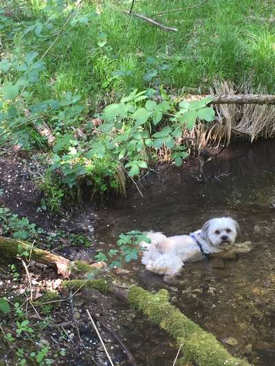 Havaneser dabei?:)-Beitrag-Bild