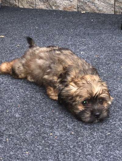 Havaneser dabei?:)-Beitrag-Bild