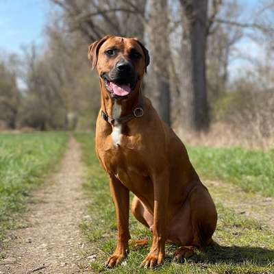 Hundetreffen-Unangeleinte Gassirunden 🐶-Bild