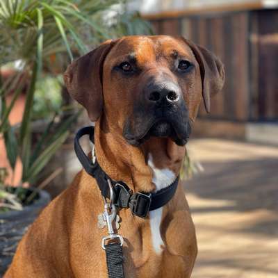 Hundetreffen-Social Walks mit Spielfreude-Bild