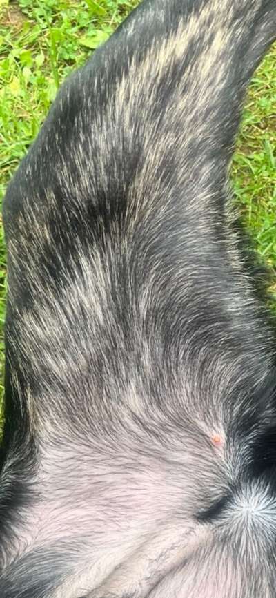 Zecken am schwarzen Hund besser (schneller) erkennen-Beitrag-Bild