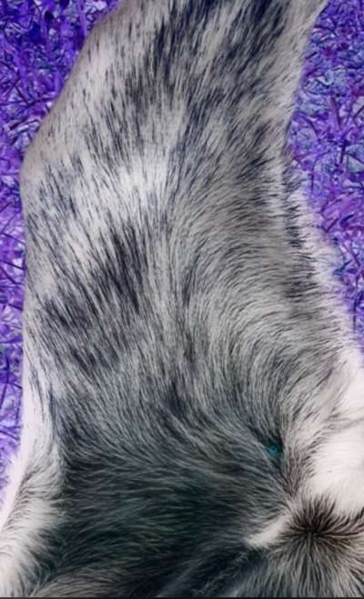 Zecken am schwarzen Hund besser (schneller) erkennen-Beitrag-Bild