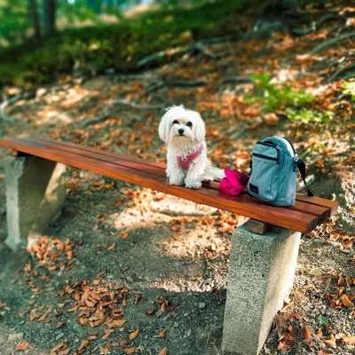 Hundetreffen-Kleine Hunde zum Spielen und Spazieren gehen...-Bild