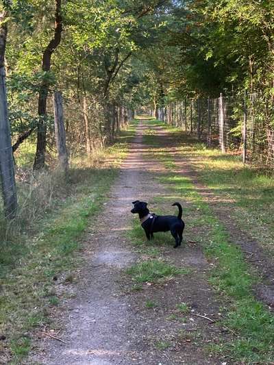 Hundetreffen-Junghund-Bild