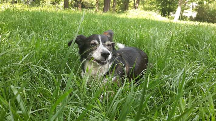 Die Dogorama Monats Challenge "Es grünt und blüht"-Beitrag-Bild