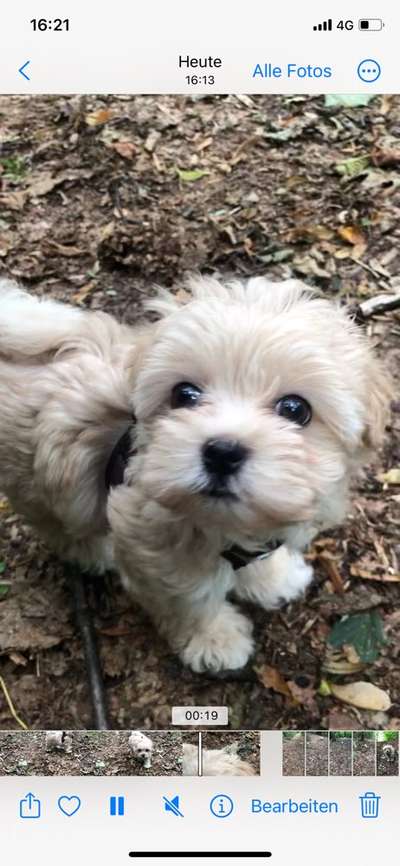 Hundetreffen-Welpen/Junghunde-Bild