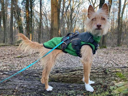 Windhunde - Treffen der besonderen Schönheiten
HERZLICH WILLKOMMEN-Beitrag-Bild
