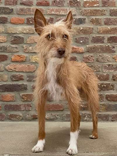 Windhunde - Treffen der besonderen Schönheiten
HERZLICH WILLKOMMEN-Beitrag-Bild