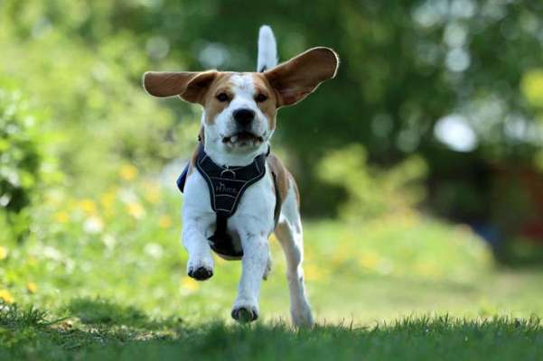 Foto Challenge Nr. 137 - Lass die Ohren fliegen-Beitrag-Bild