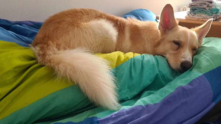 Hundetreffen-Gassi und Spielrunden-Bild