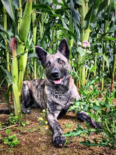 Holländische Schäferhunde-Beitrag-Bild