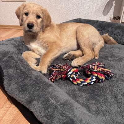 Hundetreffen-Welpen- und Junghundetreffen-Bild