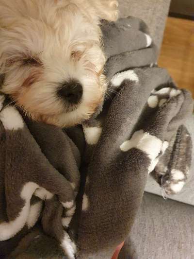 Challenge Nr 14
Eure Fellnasen auf ihrem Lieblingsplatz-Beitrag-Bild