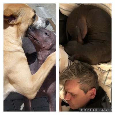 Hundetreffen-Spaziergänge, Sozialverhalten, Hundebegegnungen im südlichen Fläming