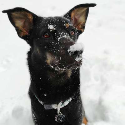 Mischlingshunde Foto Aufruf-Beitrag-Bild