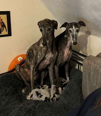 Windhunde - Treffen der besonderen Schönheiten
HERZLICH WILLKOMMEN-Beitrag-Bild