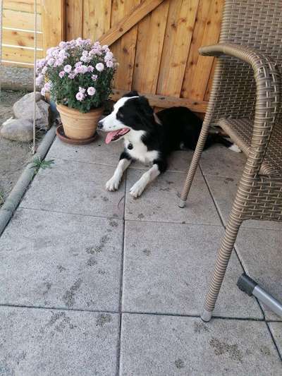 Gibt's hier noch mehr Border Collies???-Beitrag-Bild