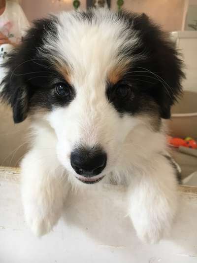 Welpen Bilder !-Beitrag-Bild