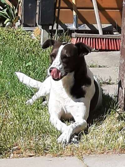 Auslandstierschutz-Beitrag-Bild