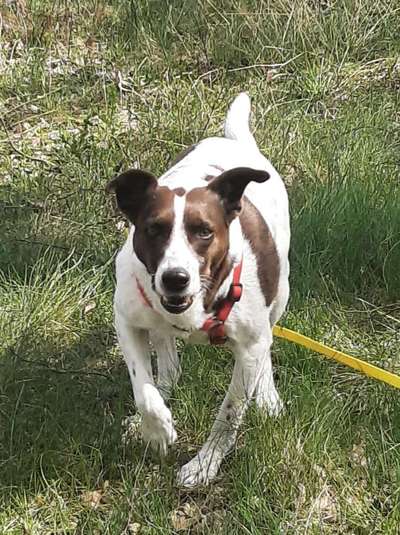 Auslandstierschutz-Beitrag-Bild