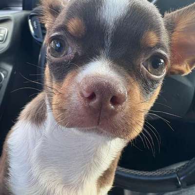 Hundetreffen-Player Time-Bild